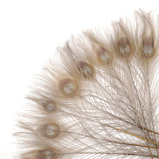 Peacock Feather Eyes Bleached & Dyed Iris