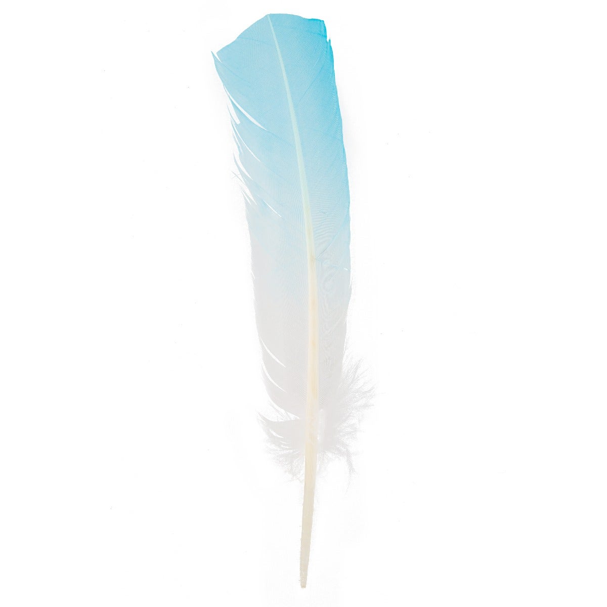 Bulk Two Tone Ombre Tipped Turkey Round Feathers - Right Wing - 10-12” - 1/4 lb -  Light Turquoise/White