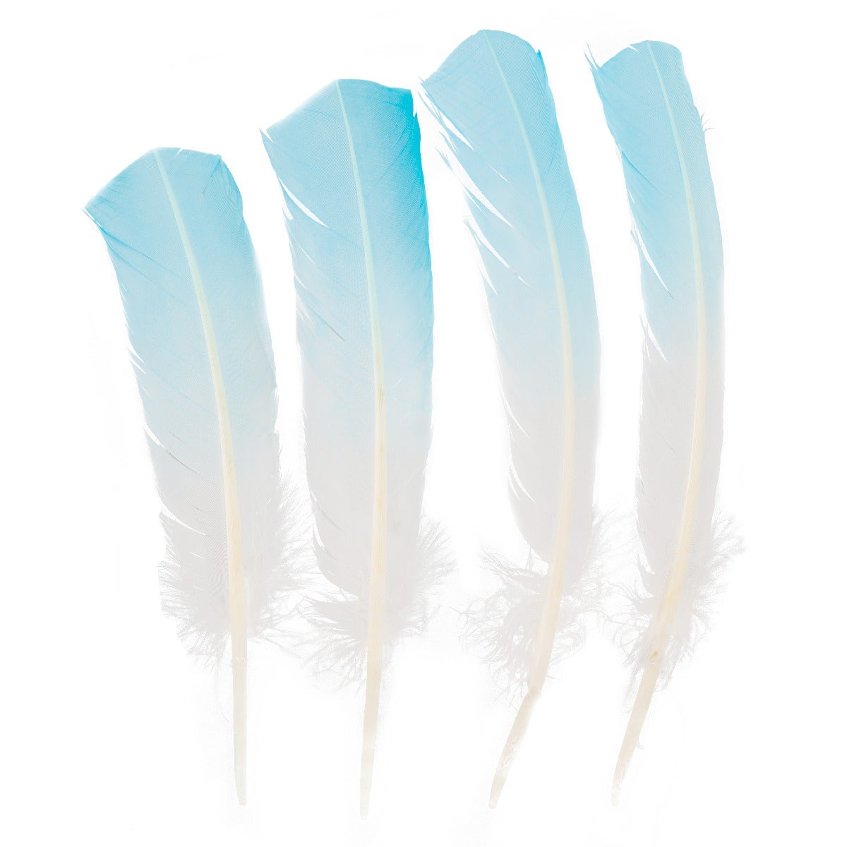 Bulk Two Tone Ombre Tipped Turkey Round Feathers - Right Wing - 10-12” - 1/4 lb -  Light Turquoise/White