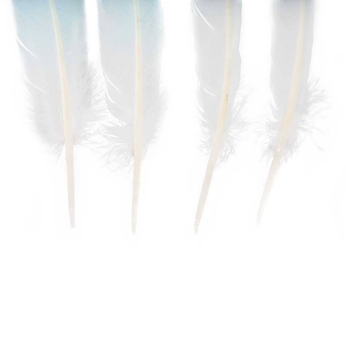 Bulk Two Tone Ombre Tipped Turkey Round Feathers - Right Wing - 10-12” - 1/4 lb -  Light Turquoise/White