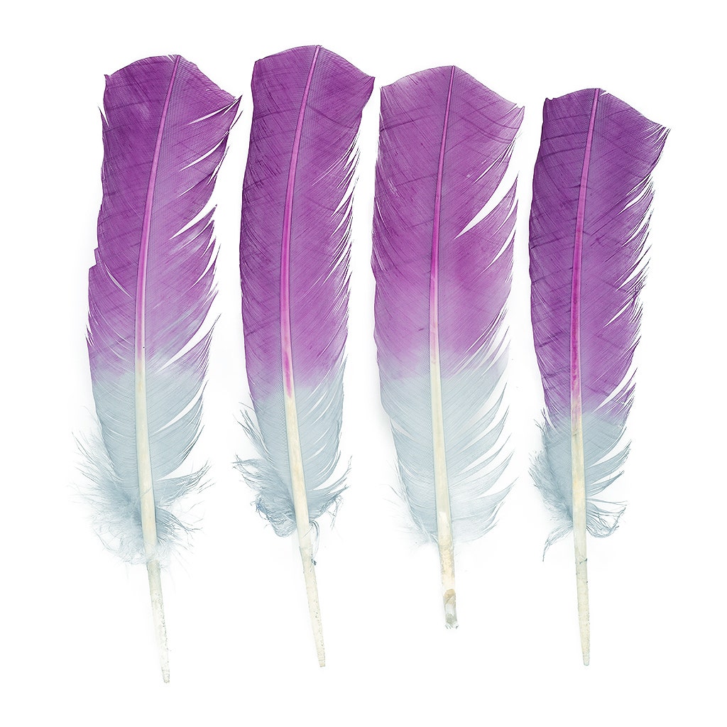 Ombre Turkey Quill 10-12" Right Wing Tip Silver .25 lb - Purple-Silver