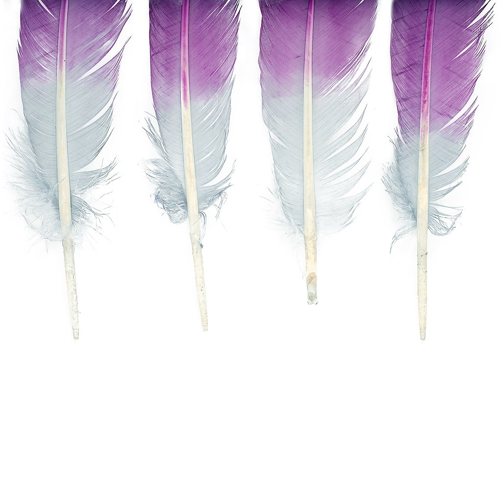 Ombre Turkey Quill 10-12" Right Wing Tip Silver .25 lb - Purple-Silver