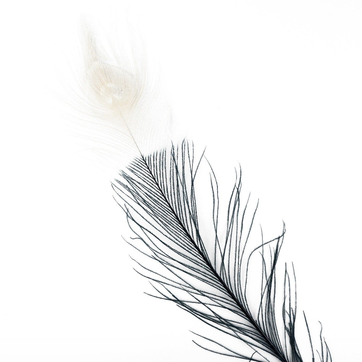Peacock Eyes Bleached/Dyed & Tipped Feathers - 25-40 Inch - 10 PCS - Black - Ivory