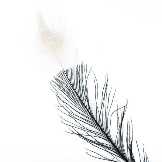 Peacock Eyes Bleached/Dyed & Tipped Feathers - 25-40 Inch - 10 PCS - Black - Ivory