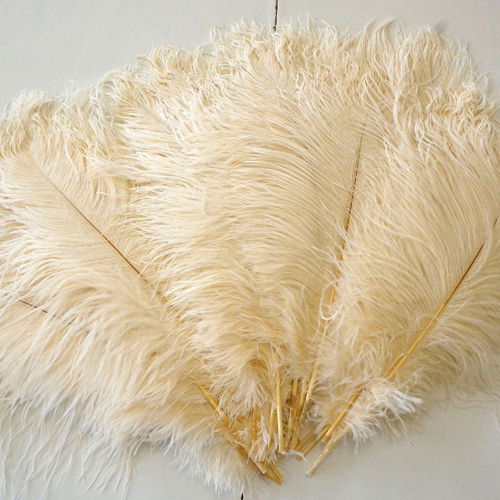 Large Ostrich Feathers - 17"+ Drabs - Ivory