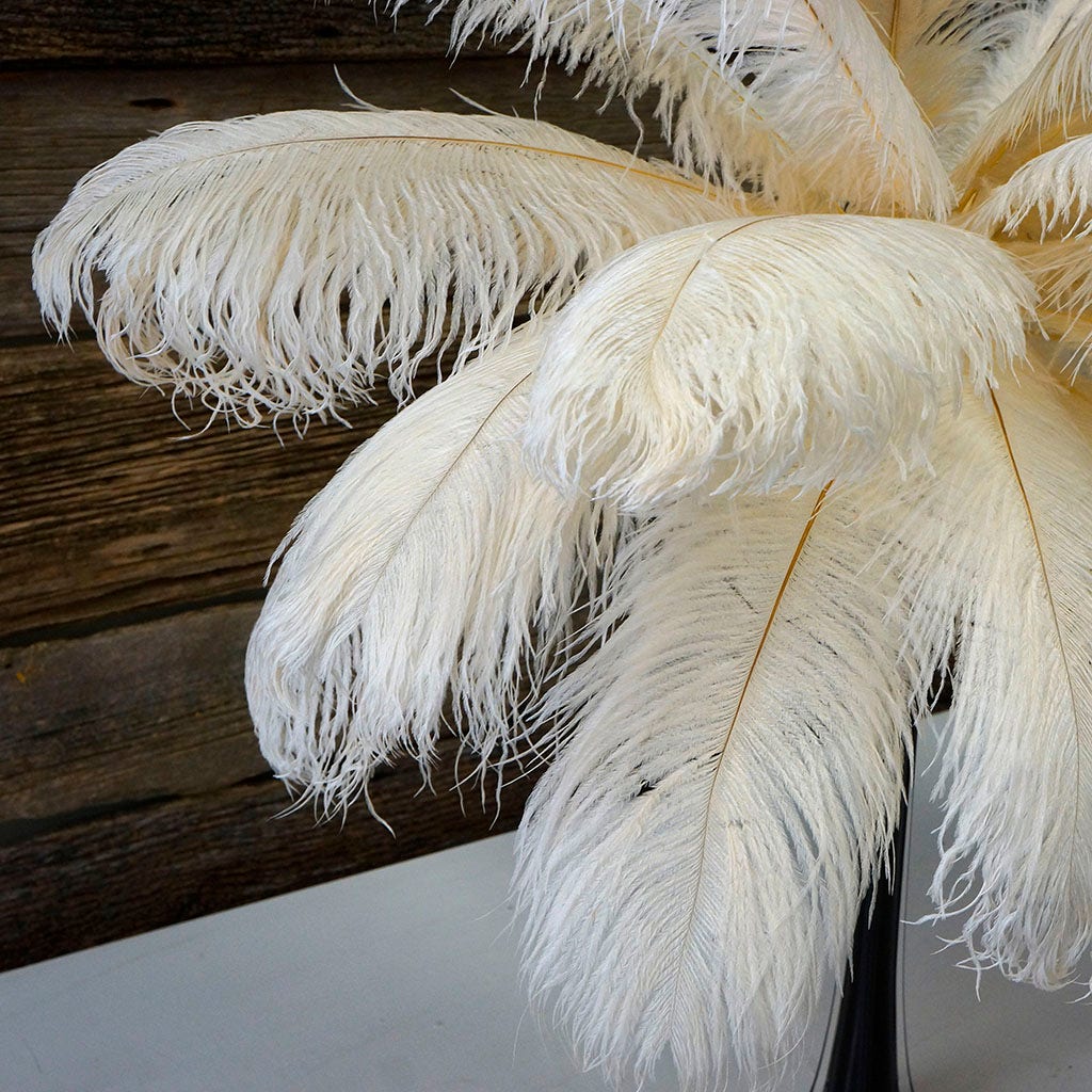 Large Ostrich Feathers - 17"+ Drabs - Ivory