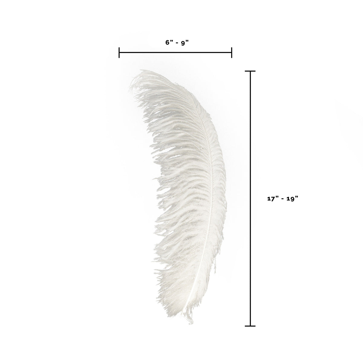 Large Ostrich Feathers - 17"+ Drabs - Ivory