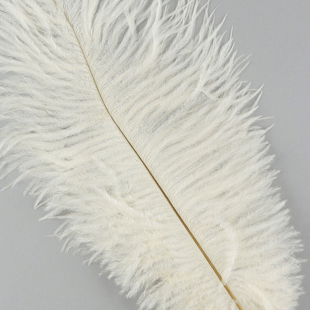 Ostrich Feathers 13-16" Drabs - Ivory