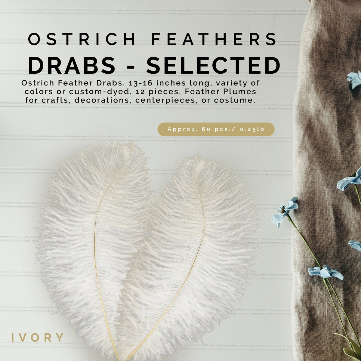 Ostrich Feathers 13-16" Drabs - Ivory