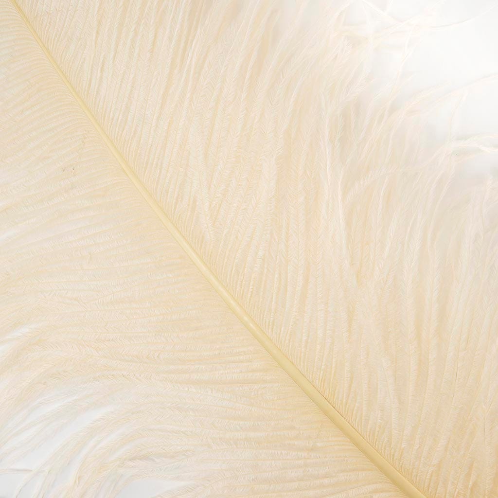 Large Ostrich Feathers - 20-25" Prime Femina Plumes - Ivory