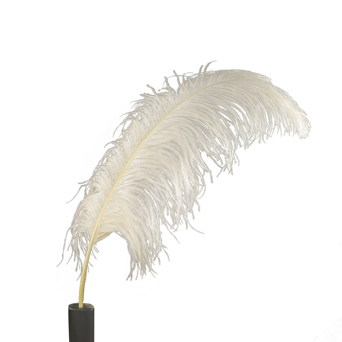 Large Ostrich Feathers - 24-30" Prime Femina Plumes - Ivory