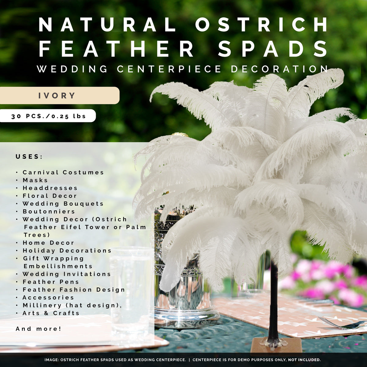 Large Ostrich Feathers - 18-24" Spads - Ivory