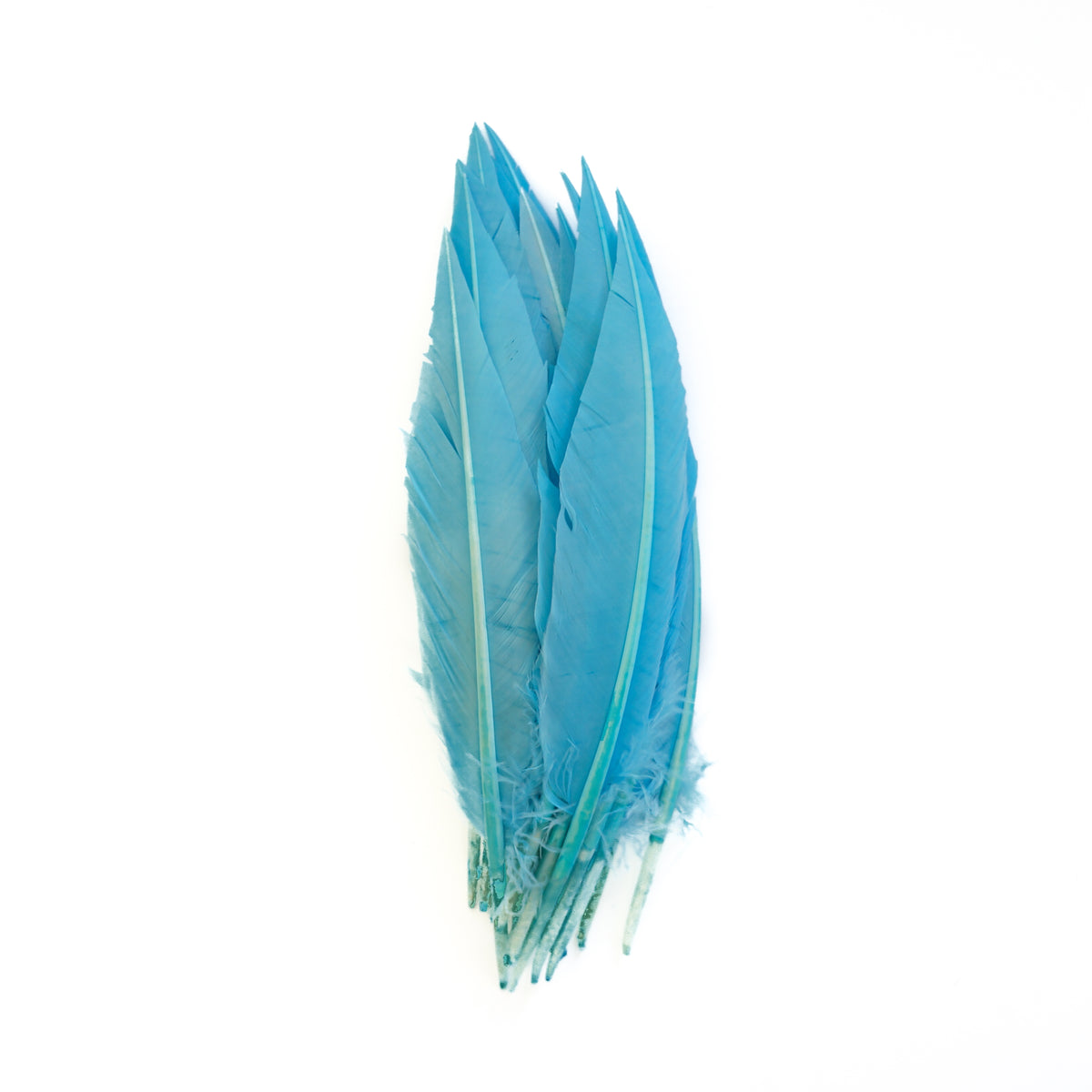 Light Turquoise Dagger Turkey Quill Feathers 9-12"