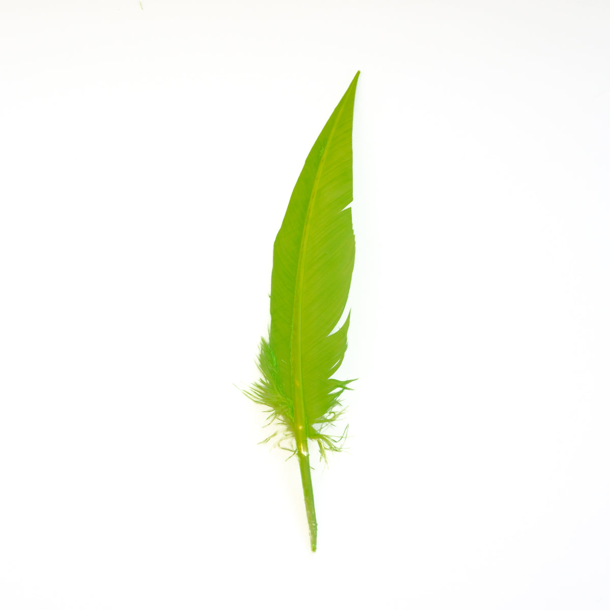 Lime Green Dagger Turkey Quill Feathers 9-12"
