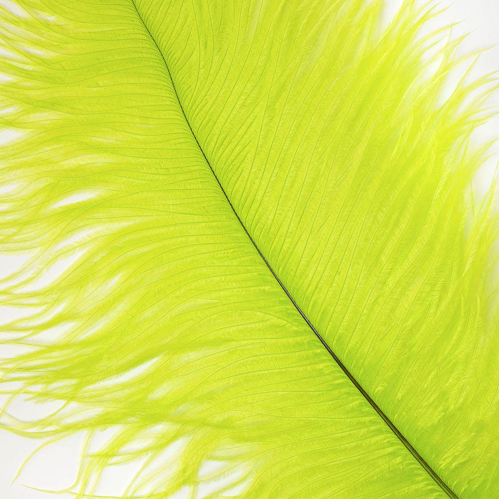 Large Ostrich Feathers - 17"+ Drabs - Lime