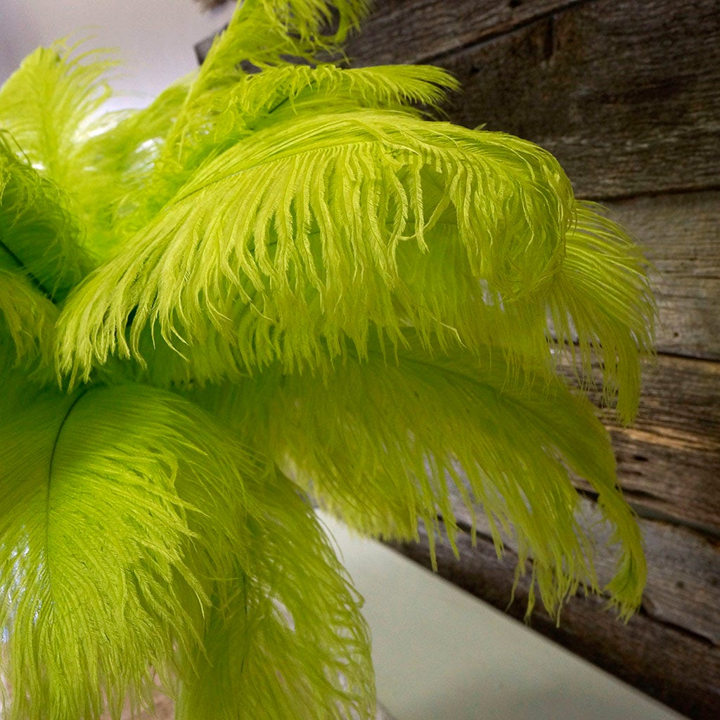 Large Ostrich Feathers - 17"+ Drabs - Lime