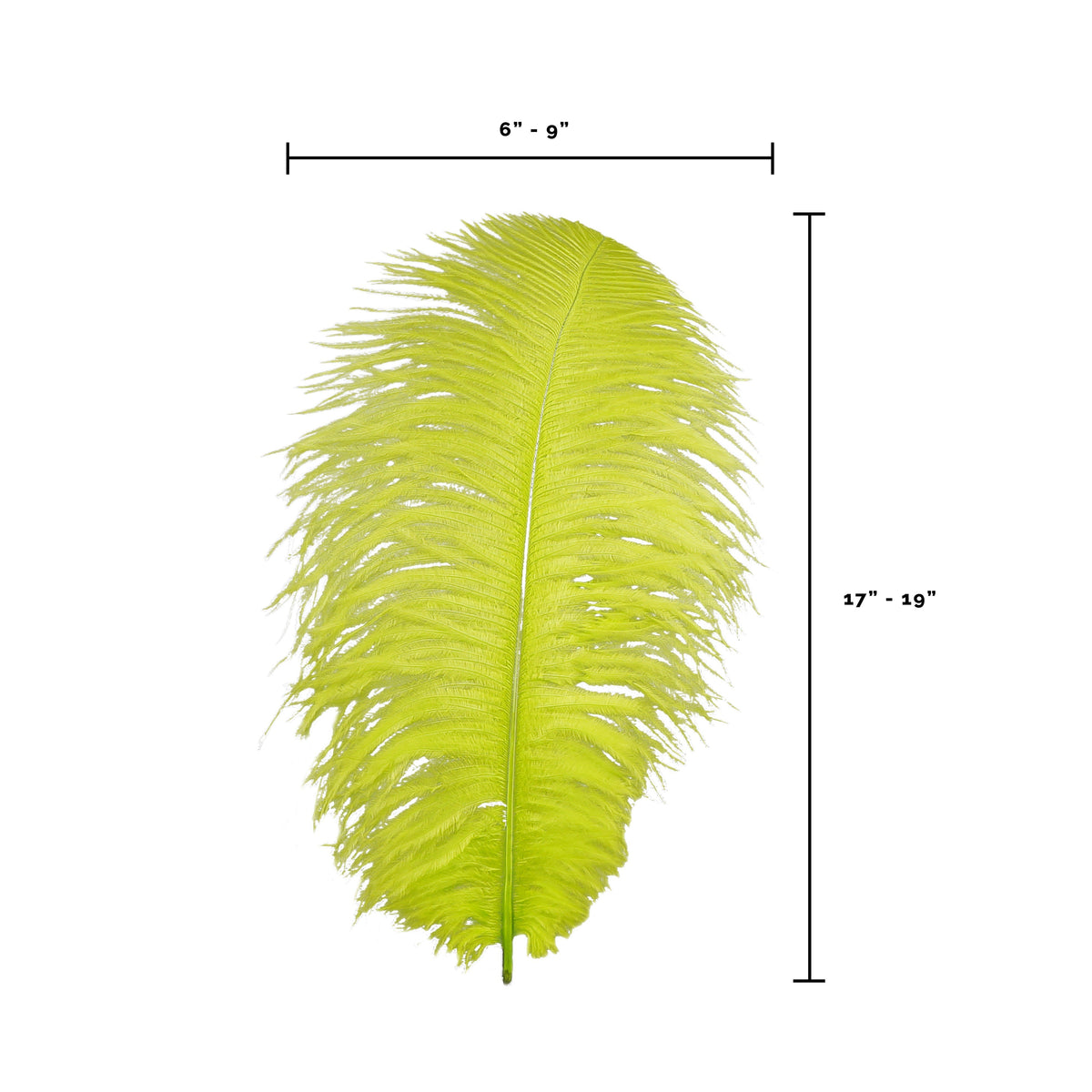 Large Ostrich Feathers - 17"+ Drabs - Lime