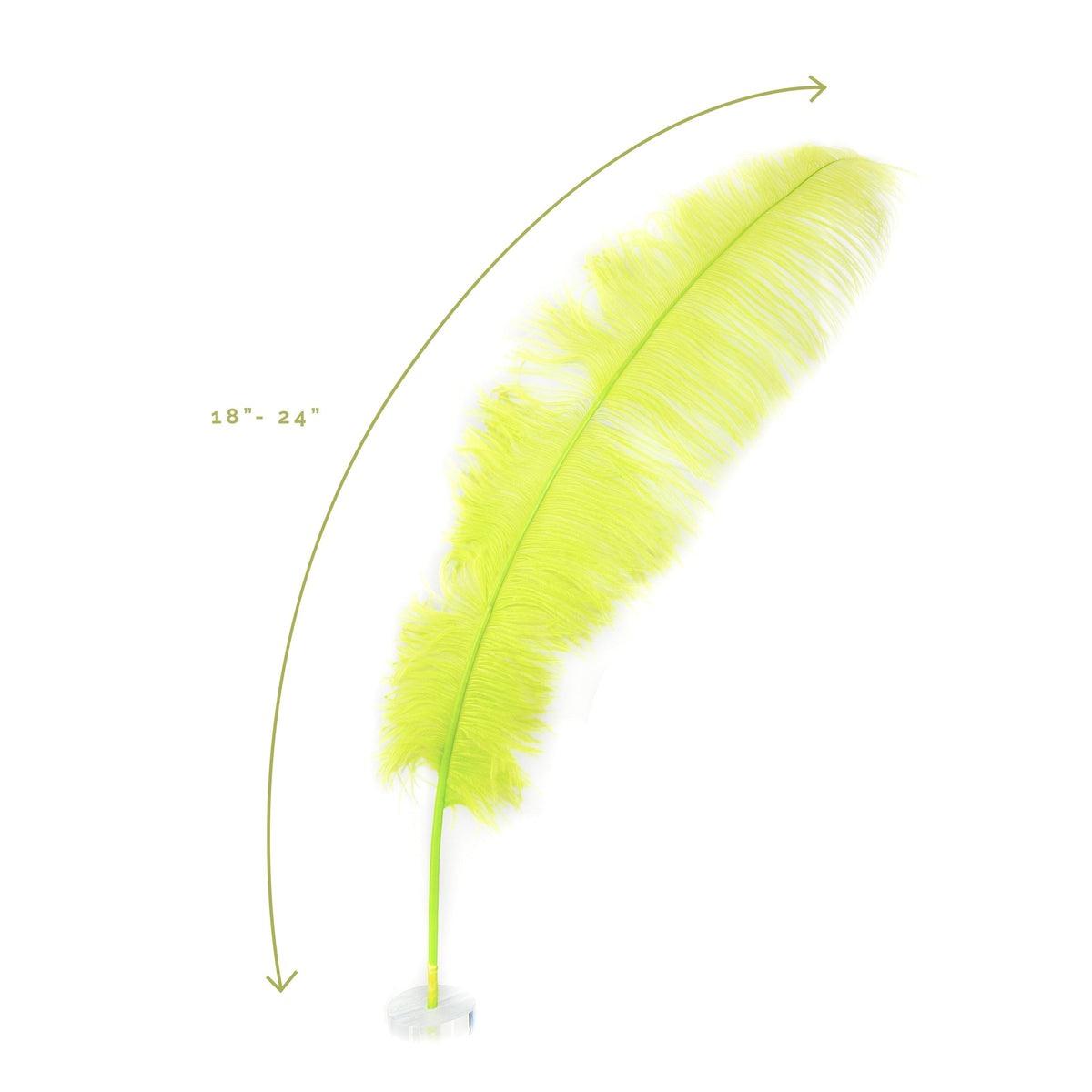 Large Ostrich Feathers - 18-24" Spads - Lime