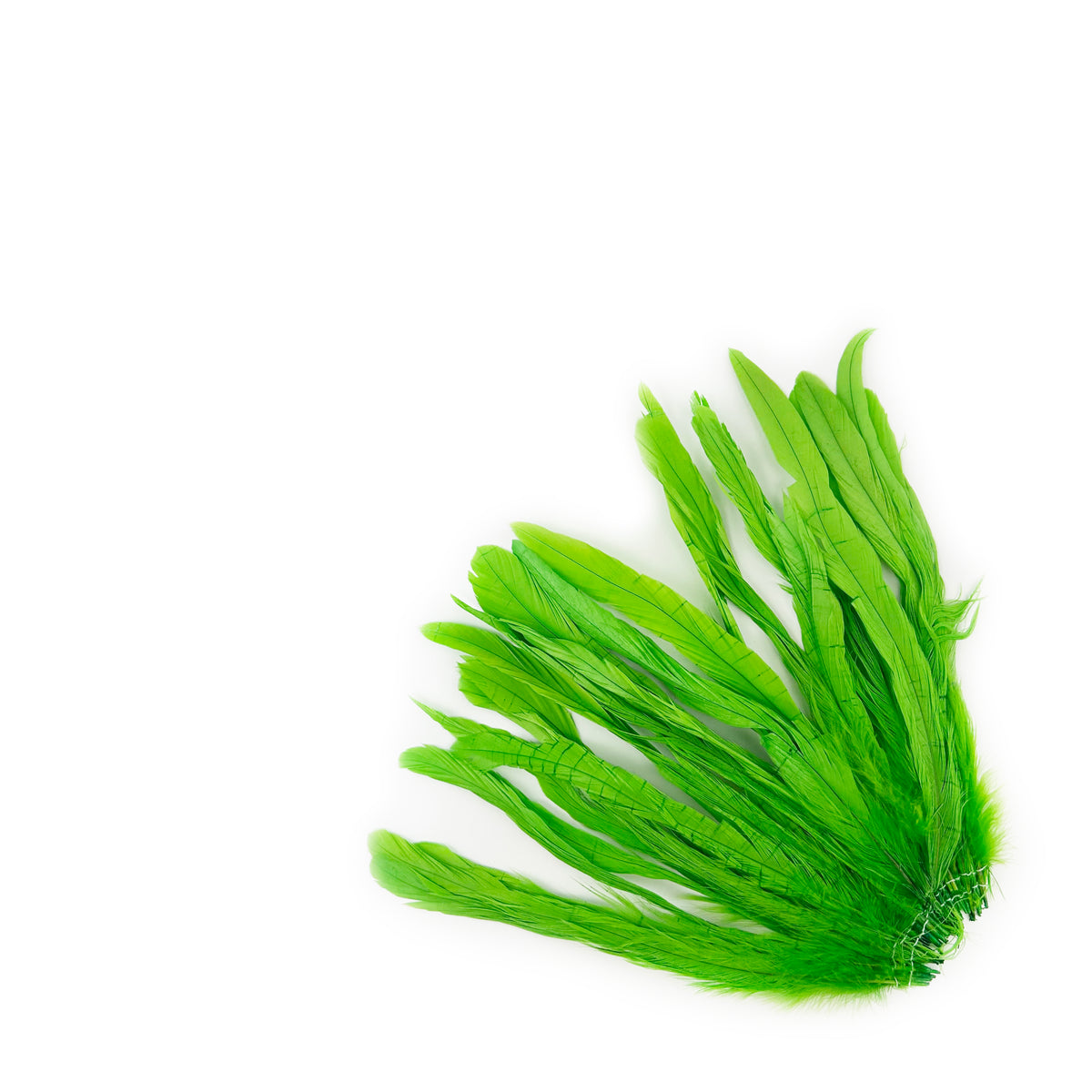 R COQ BLCH-NAT 7-10-inch- 25PC-PKG LME