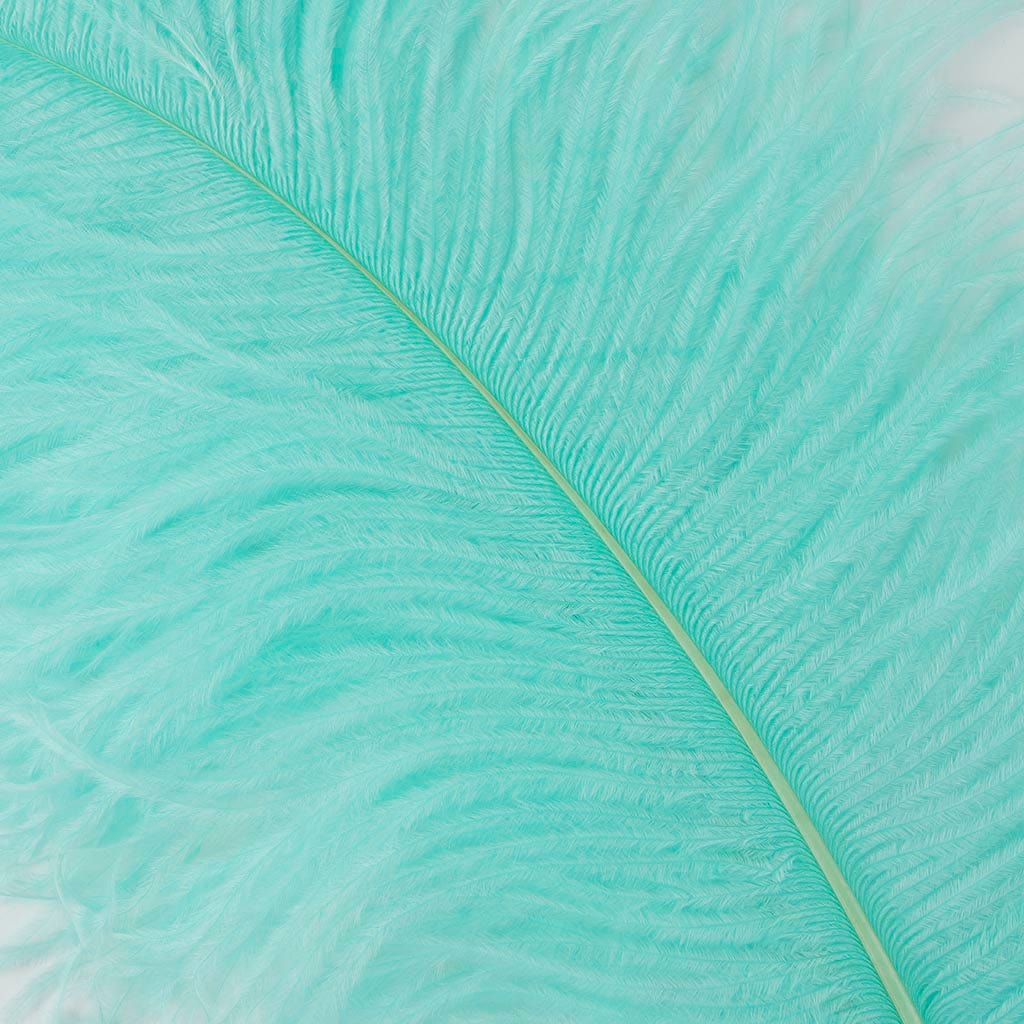 Large Ostrich Feathers - 20-25" Prime Femina Plumes - Mint