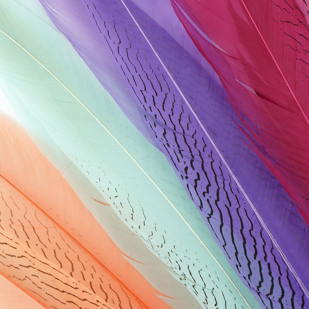 Silver Pheasant Tail Feathers Dyed Mint