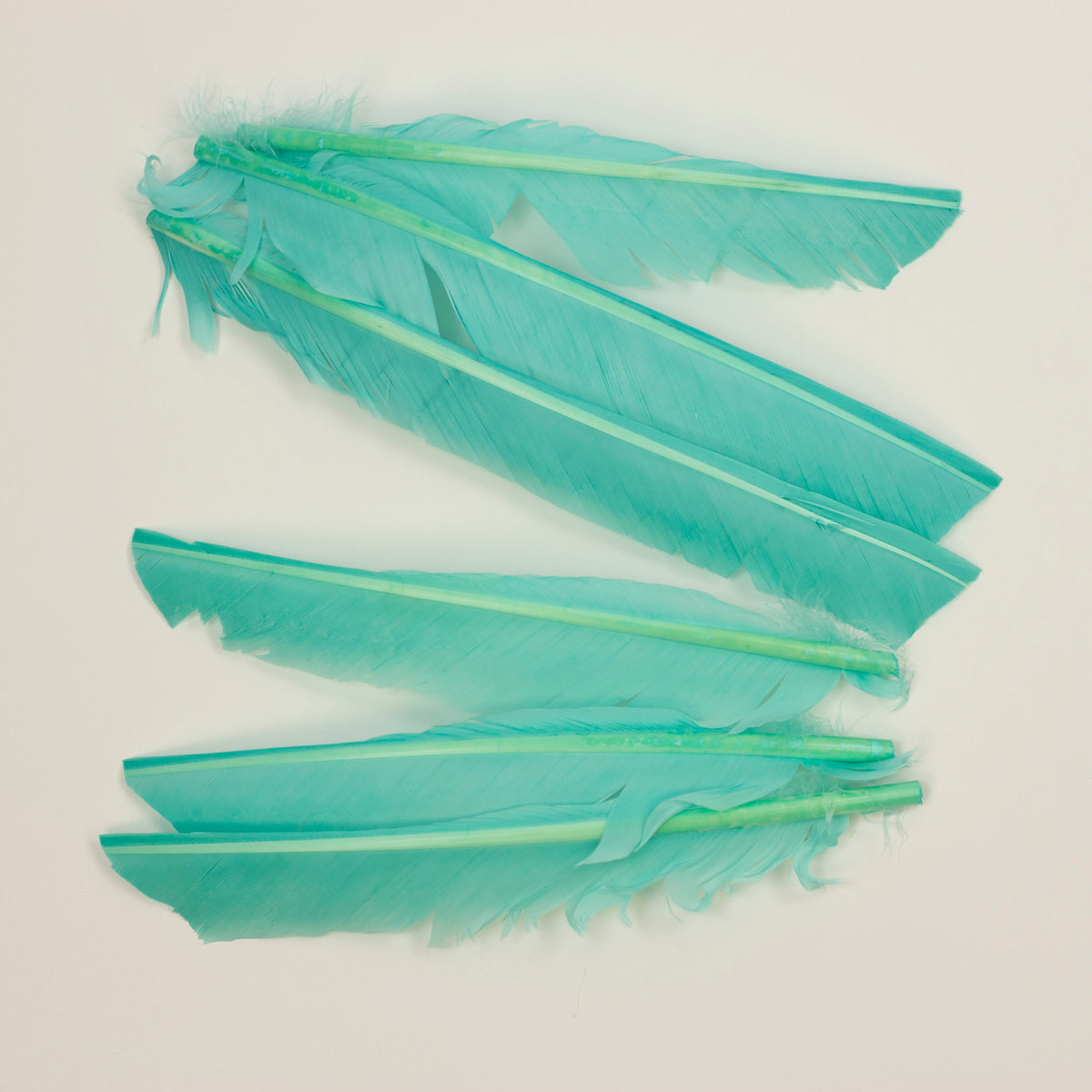 Mint Cut Turkey Pointer Feathers 8-12"