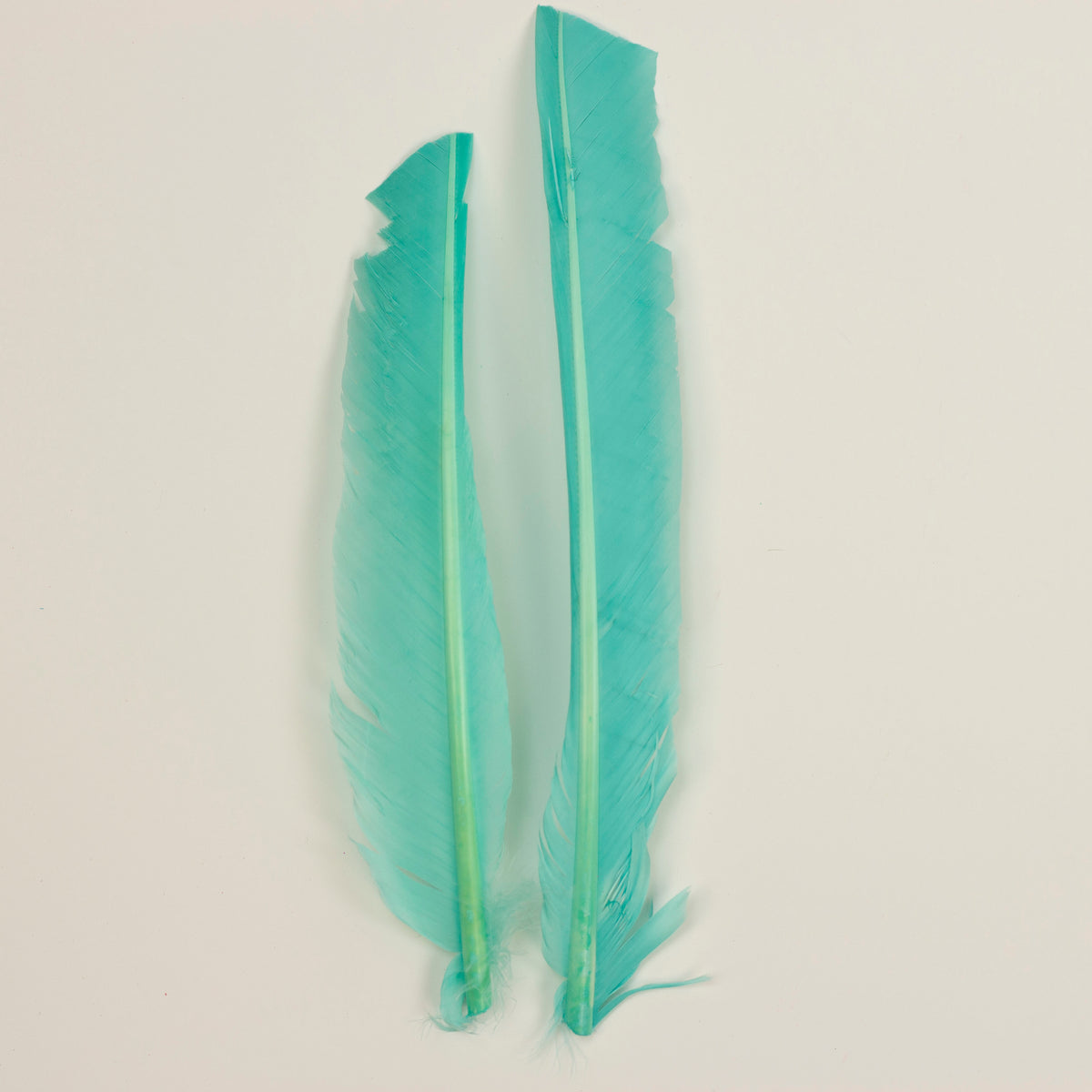 Mint Cut Turkey Pointer Feathers 8-12"