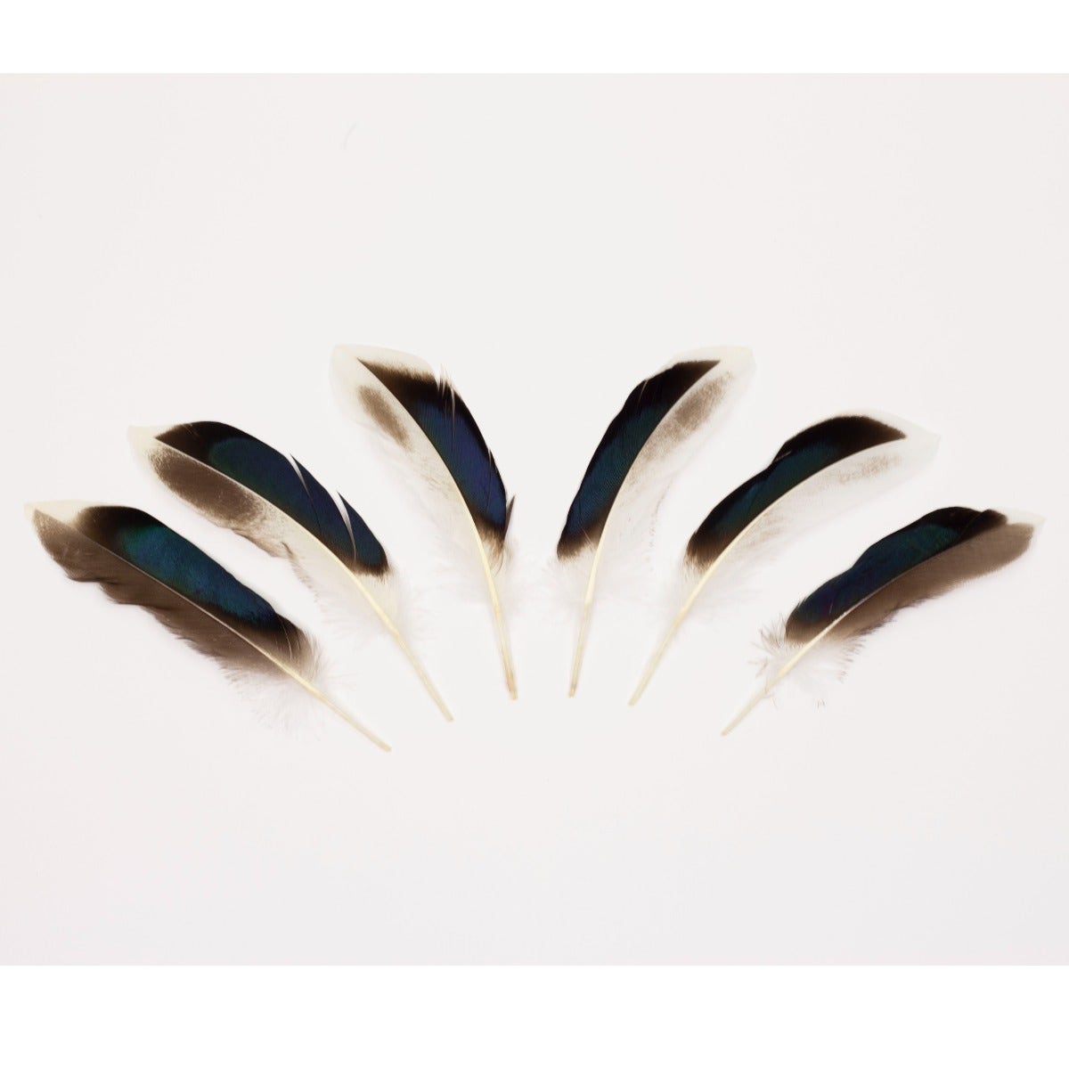 Natural Duck Feathers 3-5" - 100 pcs