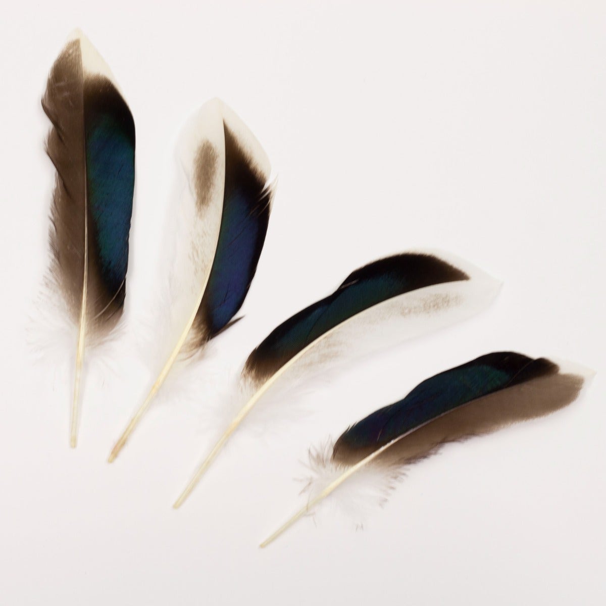 Natural Duck Feathers 3-5" - 100 pcs