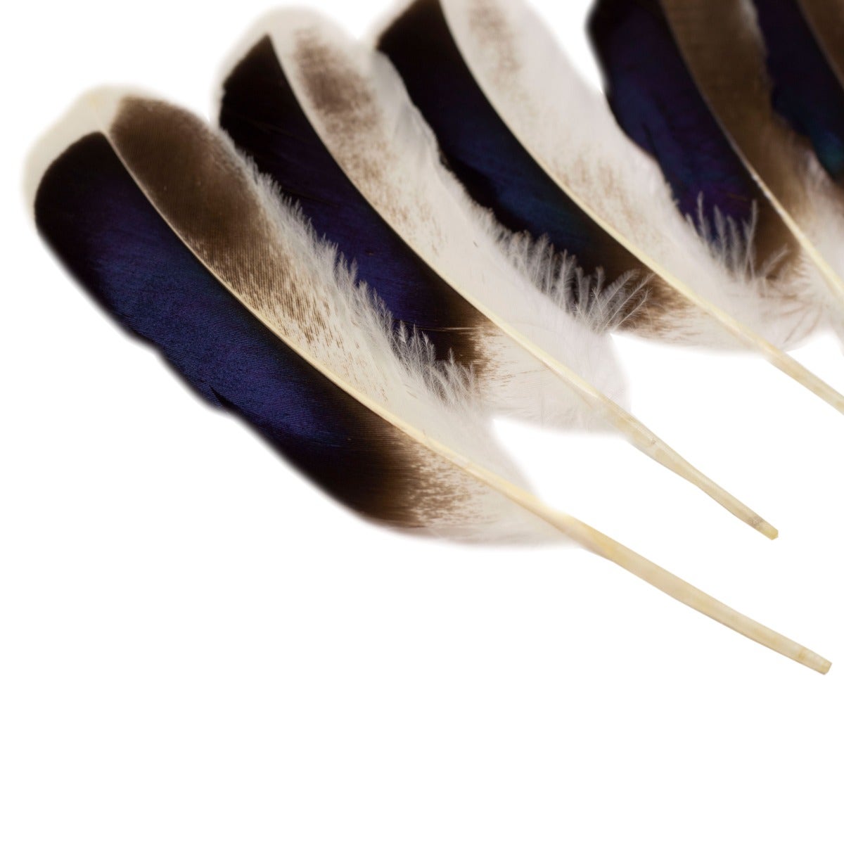 Natural Duck Feathers 3-5" - 10 pcs