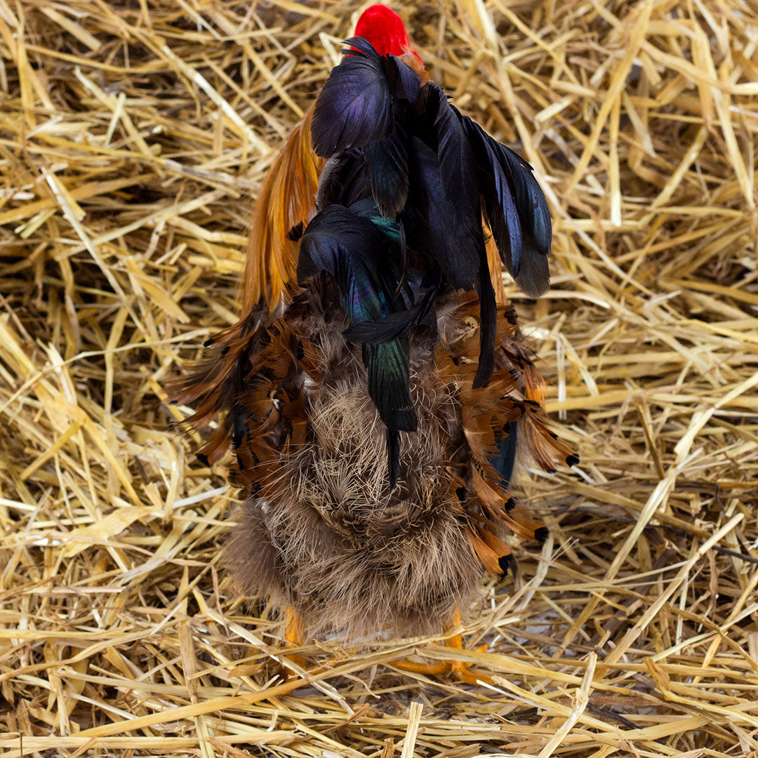 Rooster Farmhouse Decor