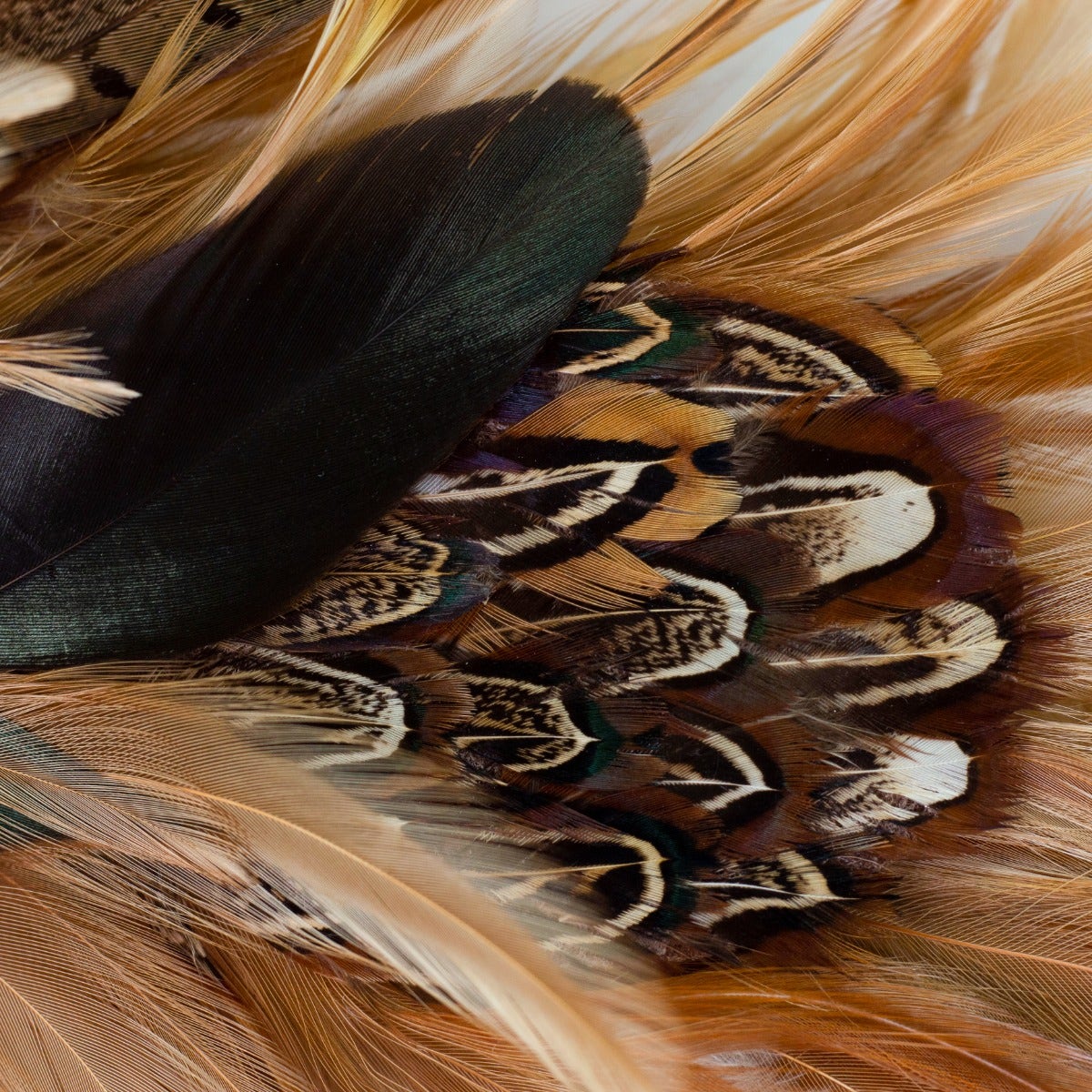 Natural Pheasant Feather Wreath - 22 inch