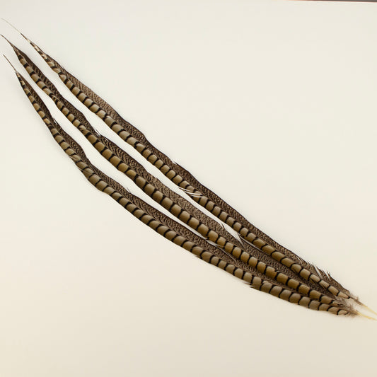 Lady Amherst Pheasant Tails  35 inch & UP   3PC PKG --Natural
