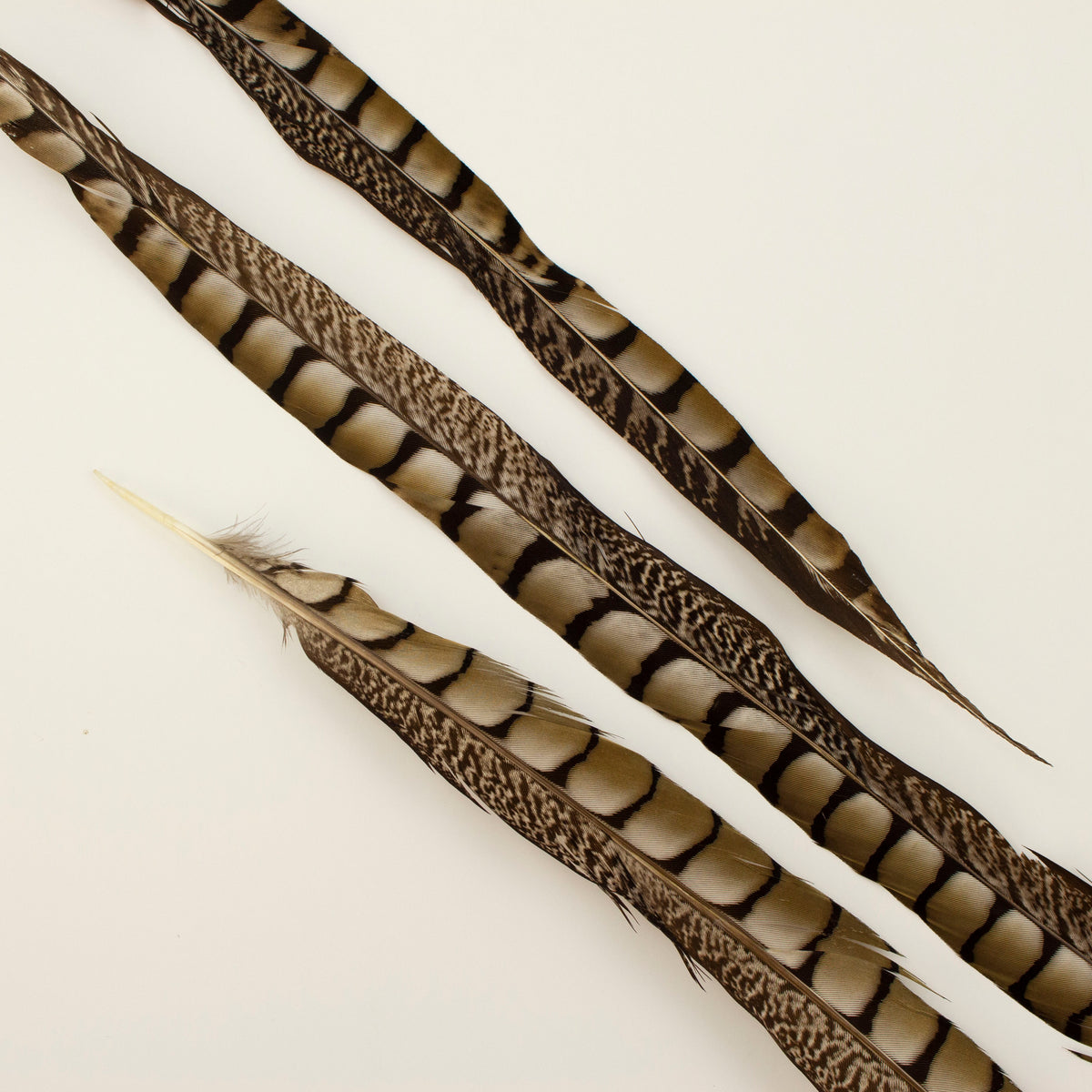 Lady Amherst Pheasant Tails  35 inch & UP   3PC PKG --Natural
