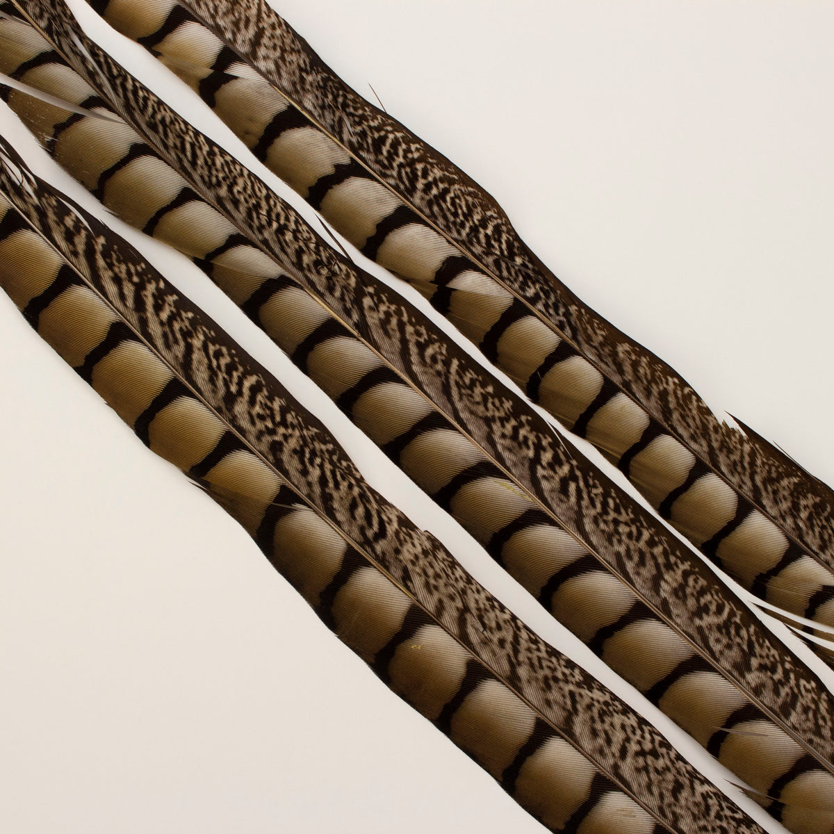 Lady Amherst Pheasant Tails  35 inch & UP   3PC PKG --Natural