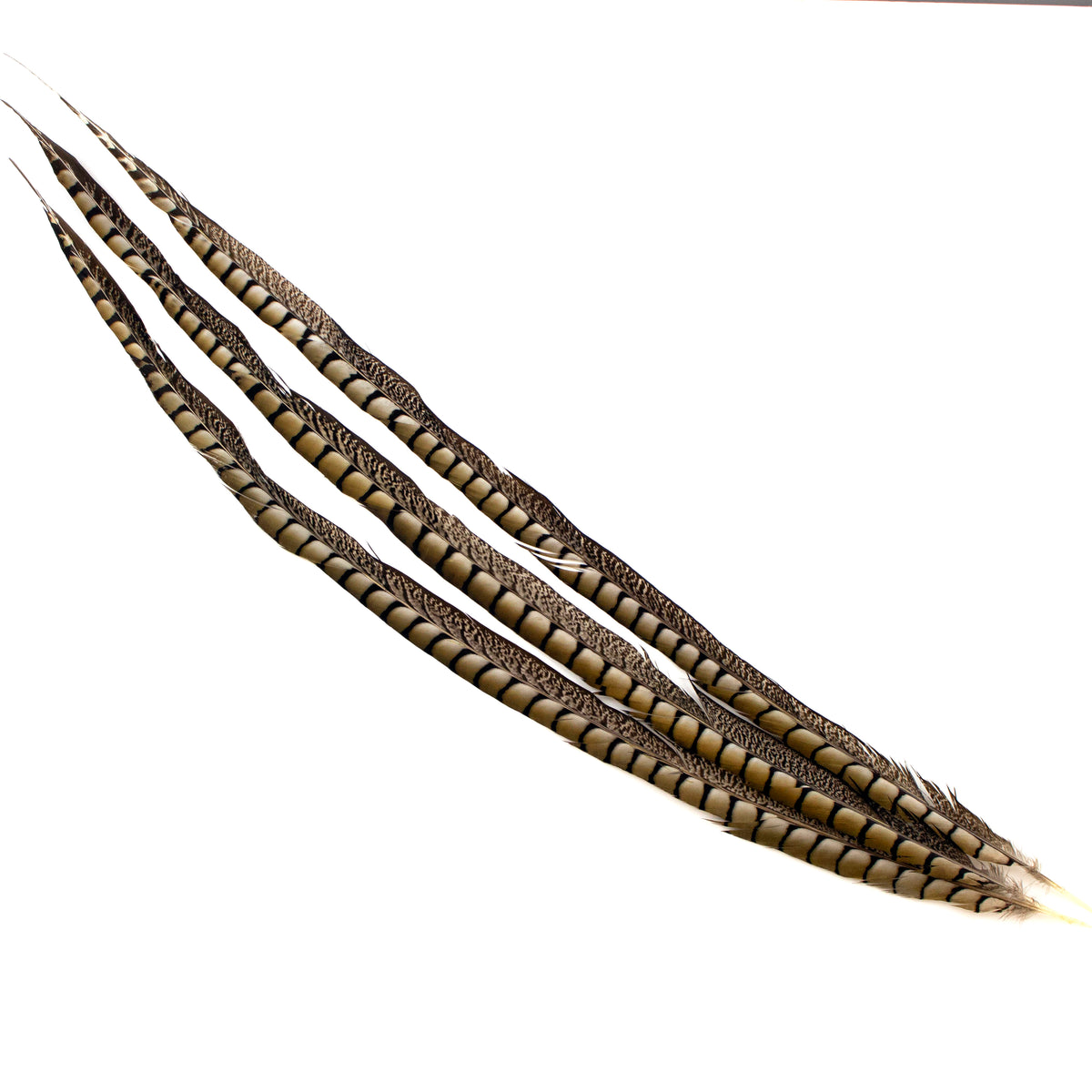 Lady Amherst Pheasant Tails  35 inch & UP   3PC PKG --Natural