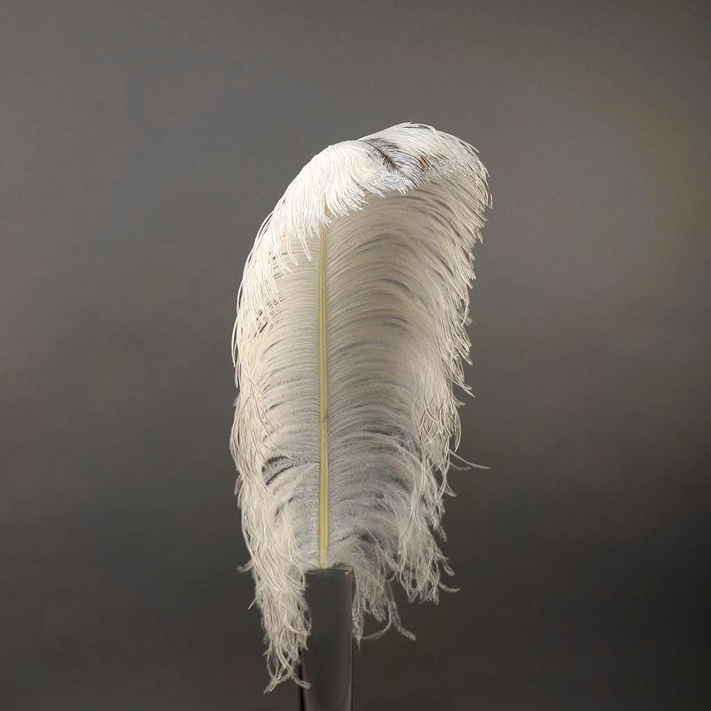 Large Ostrich Feathers - 20-25" Prime Femina Plumes - Natural