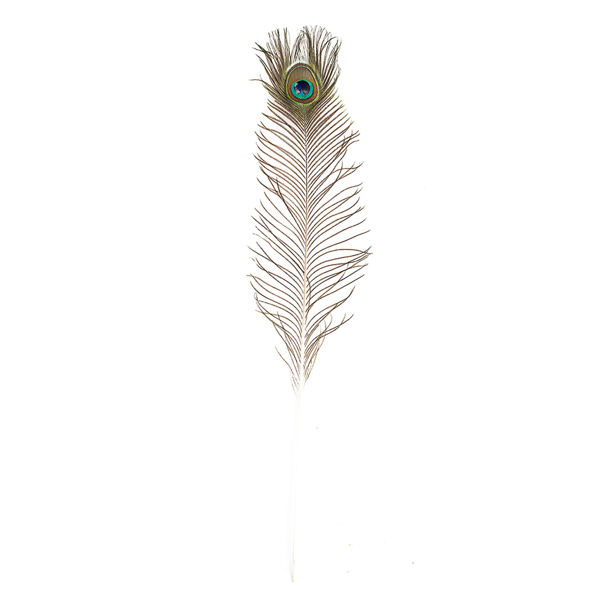Natural Peacock Eye Feathers Selected 20-25 inch - 100 pcs