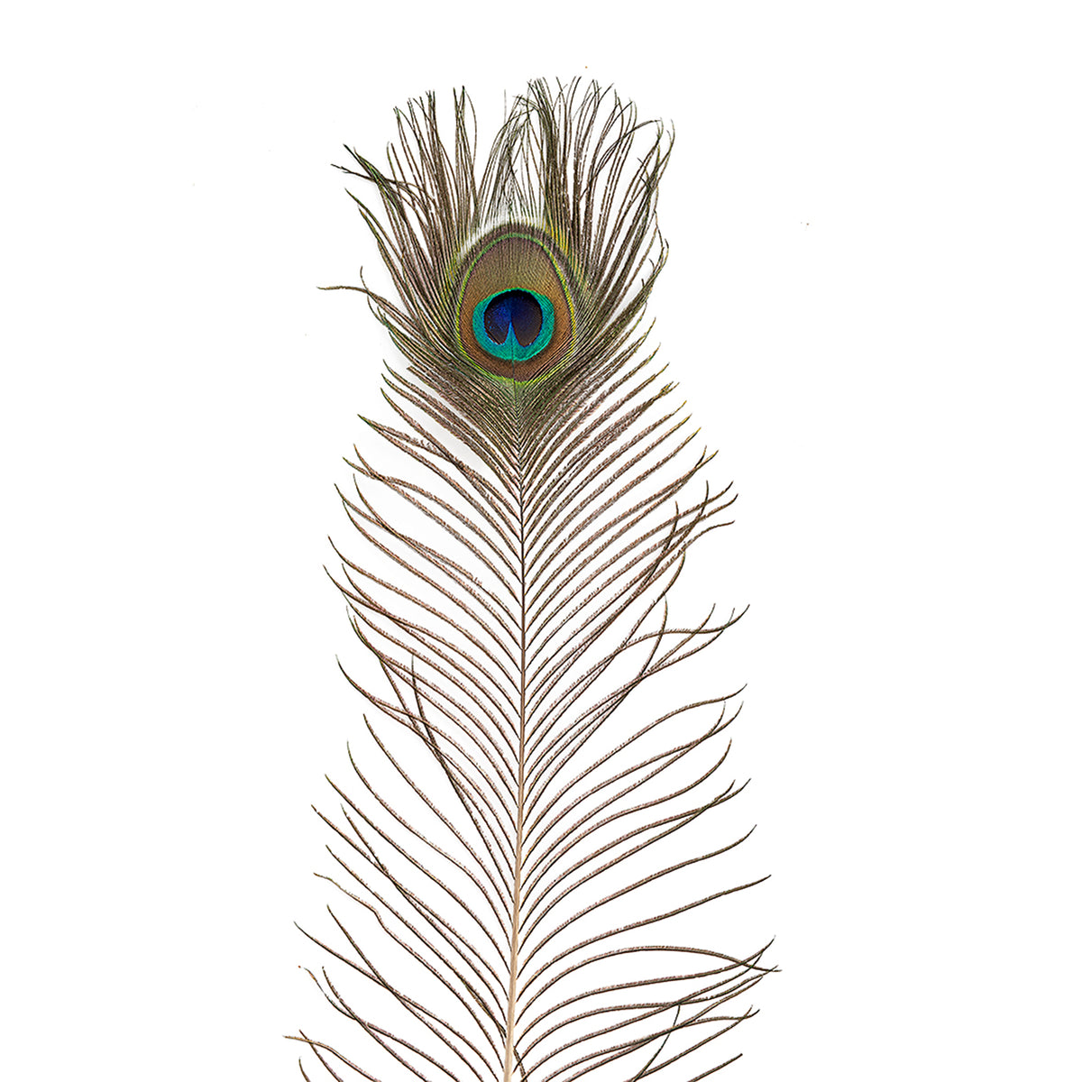 Natural Peacock Eye Feathers Selected 20-25 inch - 100 pcs