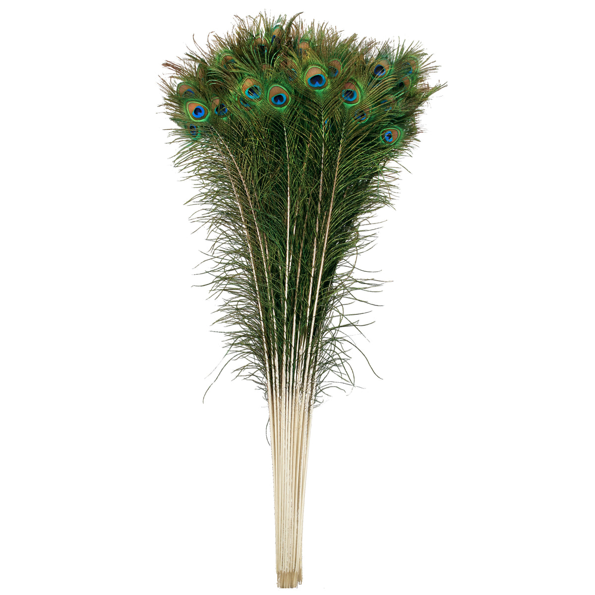 Peacock Tail Eyes Natural - 45" and UP