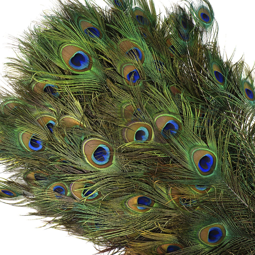Peacock Feather Eyes 40-45" Natural