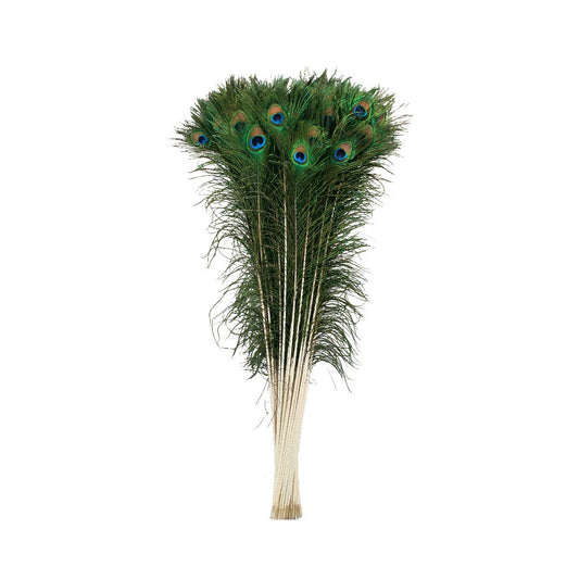 Peacock Feather Eyes 40-45" Natural