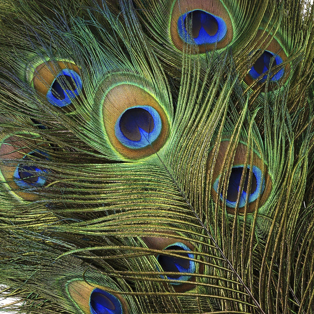 Peacock Feather Eyes 45-50" Natural