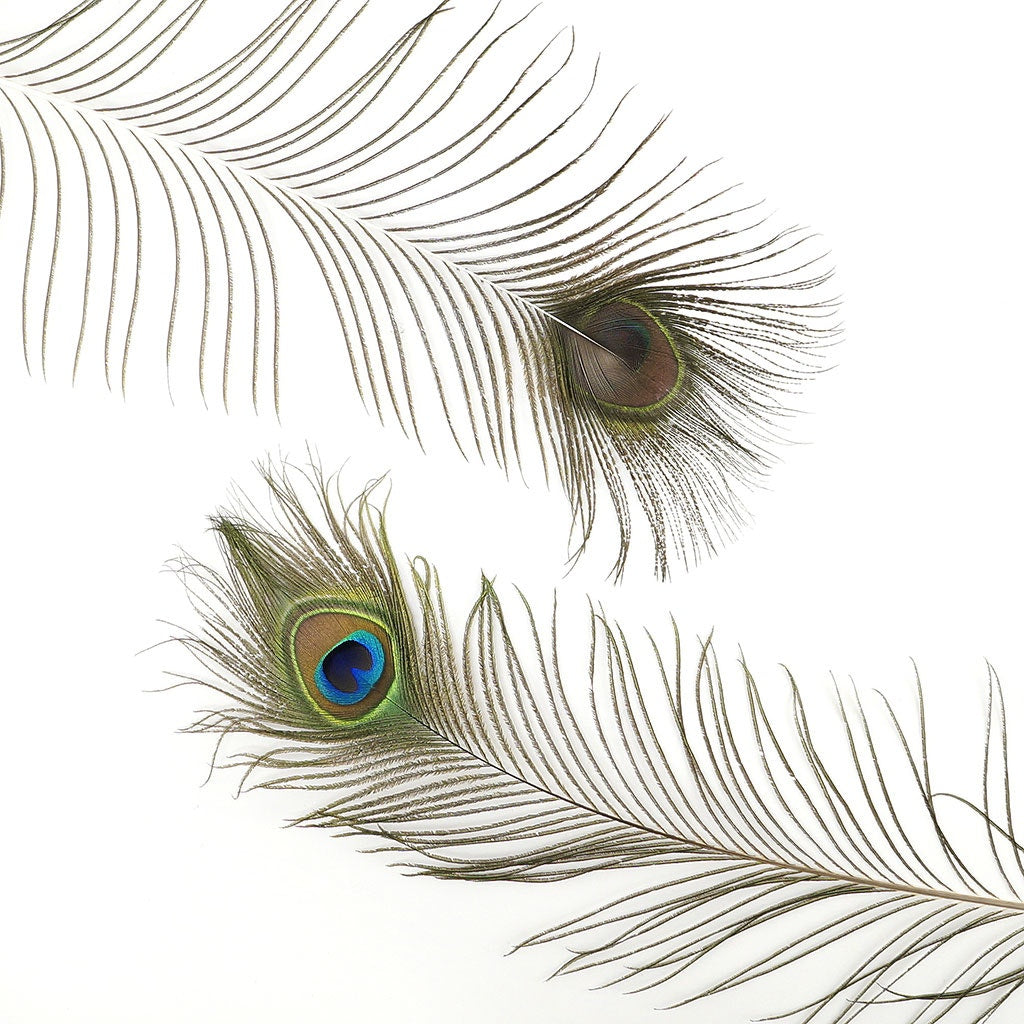 Peacock Feather Eyes 45-50" Natural