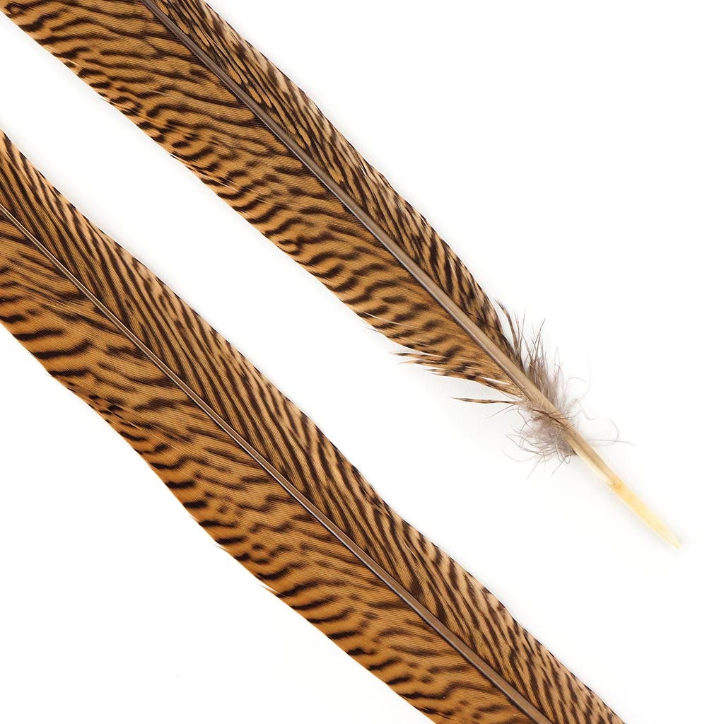 Bulk Golden Pheasant Tails Natural - 25" and Up