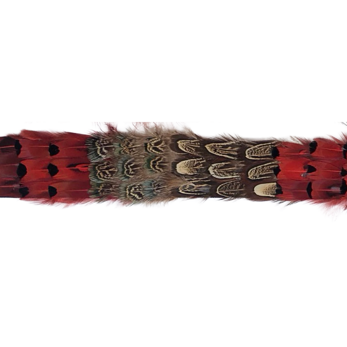 Ringneck Pheasant Almond Dark Heart Blue Almond Feather Tape 1.5 inch  3yd Roll