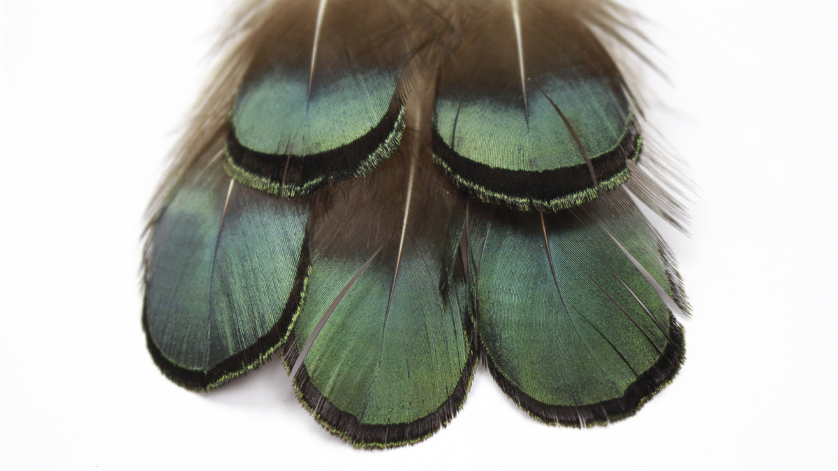 Lady Amherst Pheasant Green/Bronze Plumage 1-2 inch   0.10OZ --Natural