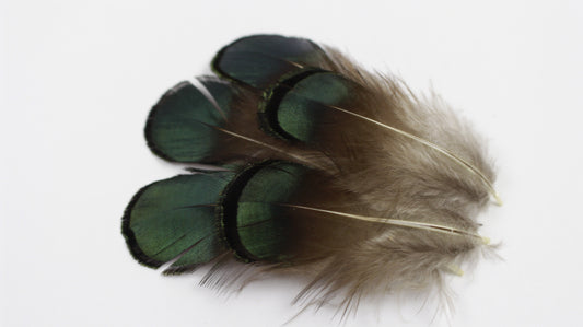 Lady Amherst Pheasant Green/Bronze Plumage 1-2 inch   0.10OZ --Natural