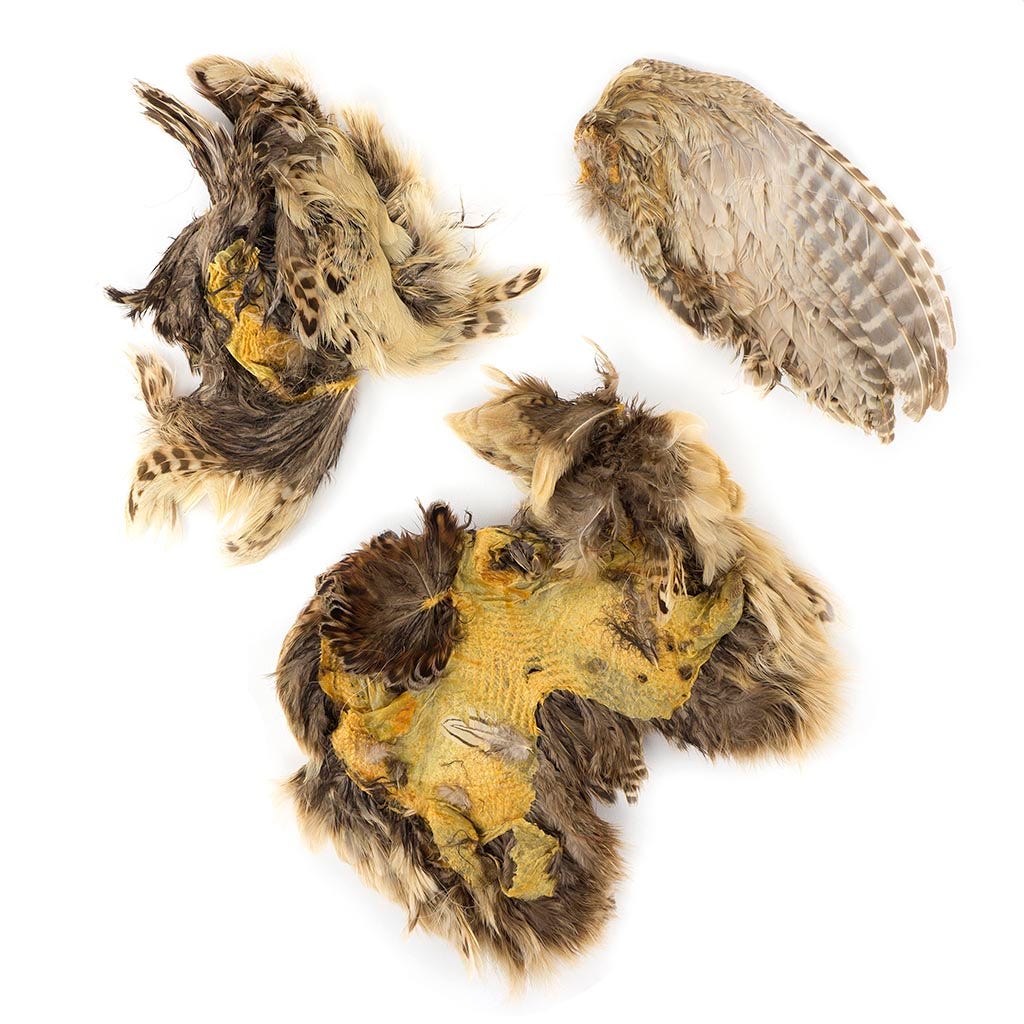 Ringneck Pheasant Hen Skin pieces