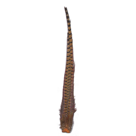 Ringneck Pheasant Complete Tail - 4 - 24"